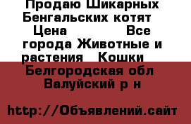 Продаю Шикарных Бенгальских котят › Цена ­ 17 000 - Все города Животные и растения » Кошки   . Белгородская обл.,Валуйский р-н